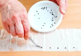 răsaduri