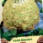 graveolens