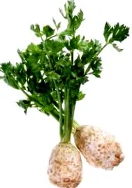 jakubecová