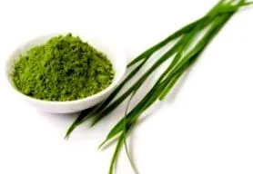 zdravopedia verde