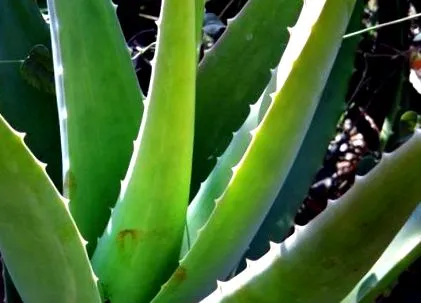 aloe vera