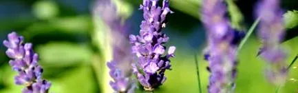weleda plante medicinale