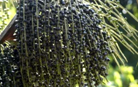 cinci conformitate