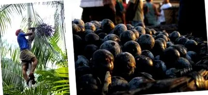 pentru acai