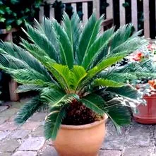 cele vechi cicade