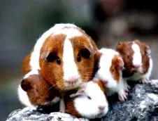 tengerimalacot tengerimalacot