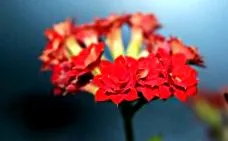 grade Celsius kalanchoe