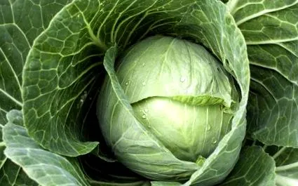 dacă