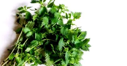 plante plante