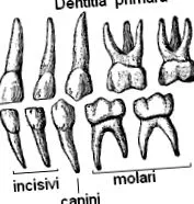 típusai