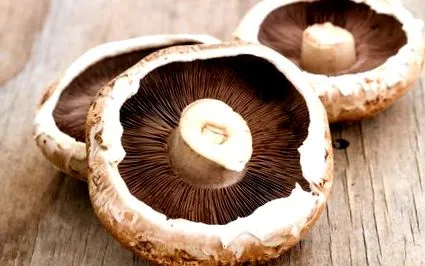 tudja