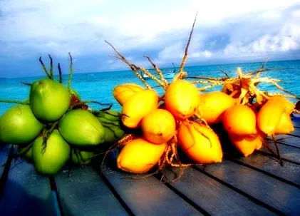 cocos cocos