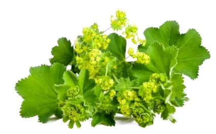 galben-verde