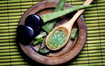aloe vera