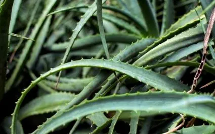 vera aloe