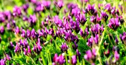 astragalus