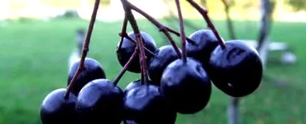 crește aronia