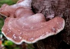 chaga