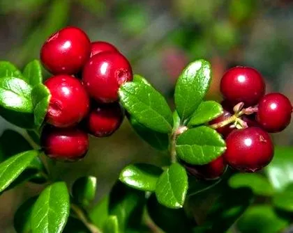 sfaturi vindecare