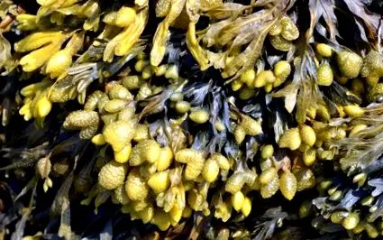 fucus alge