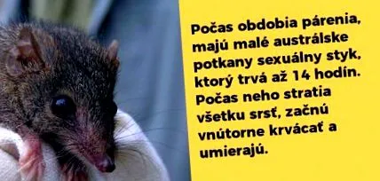 mașini topește