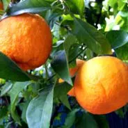 Citrus aurantium