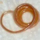 catvet