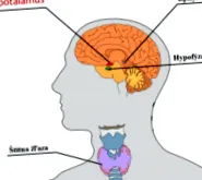 glandele glande endocrine