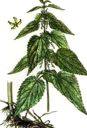 casnic produse