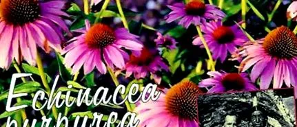 purpurea
