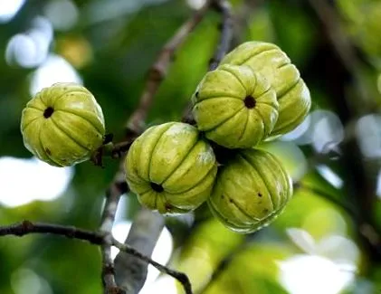cambogia