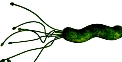Helicobacter pylori