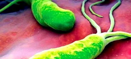 pylori pylori