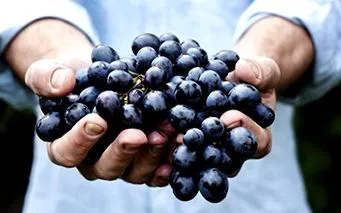 fructe padure