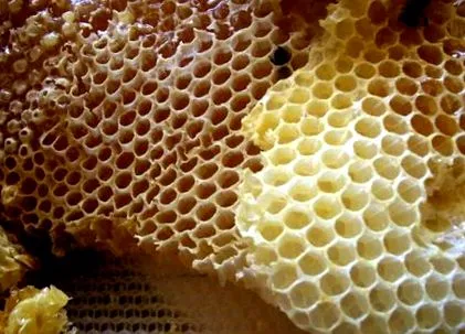 propolis