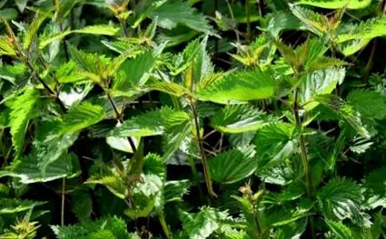 plantă medicinală