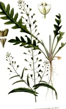 cioban