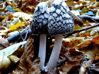cele urmă