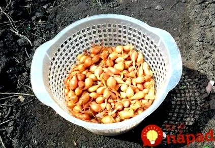 когато