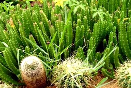 opuntia