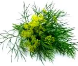 plantă
