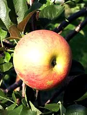 nutriție fructe