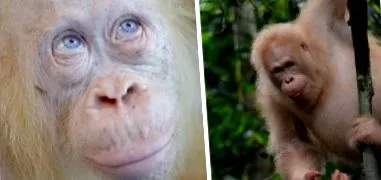 țestoase albine