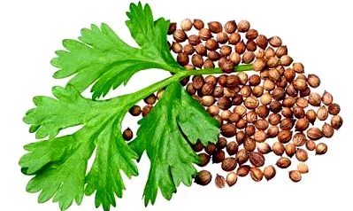 coriandrum sativum