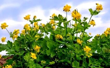 încă plantă