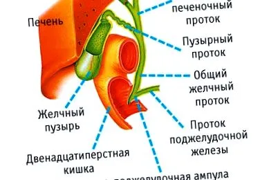 toxinok