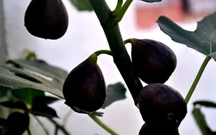 рецепти кулинарски