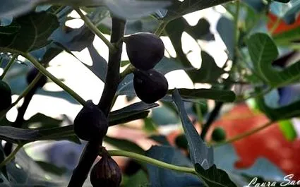 лора лора