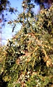 Gyógynövények Gyógynövények HERBA boróka