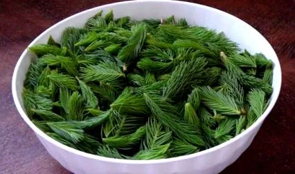 lăstari